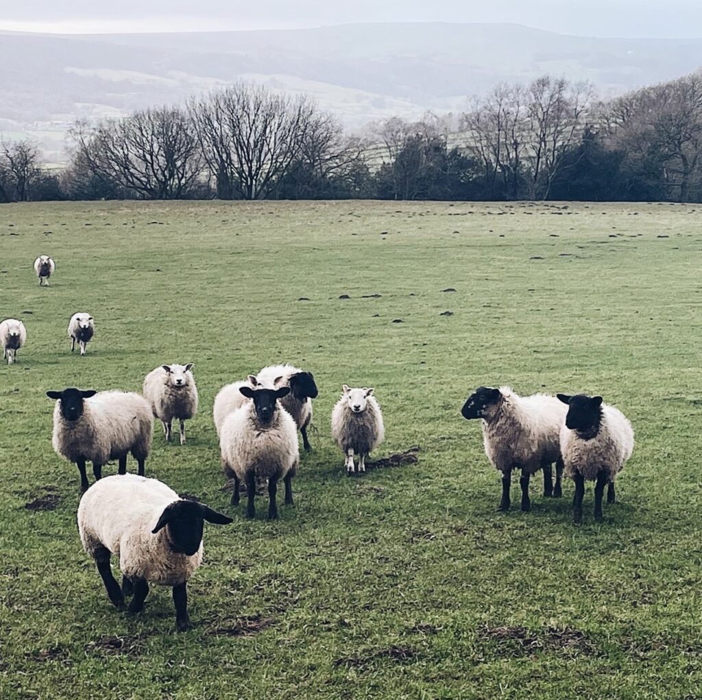 a flock of white sheep in a grassy field