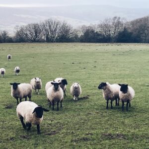 a flock of white sheep in a grassy field
