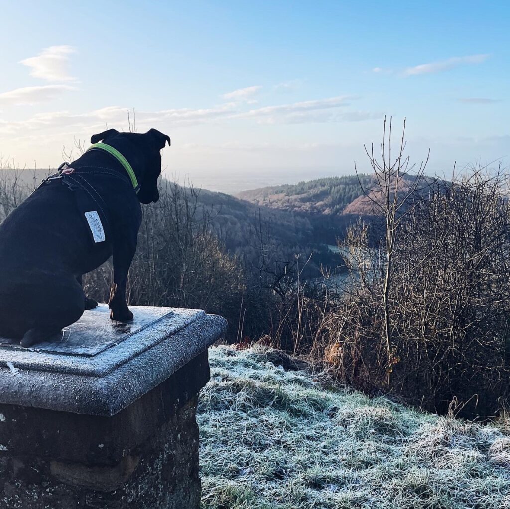 Black dog sat on a brick plinth looking out over frosty white grass and green hills