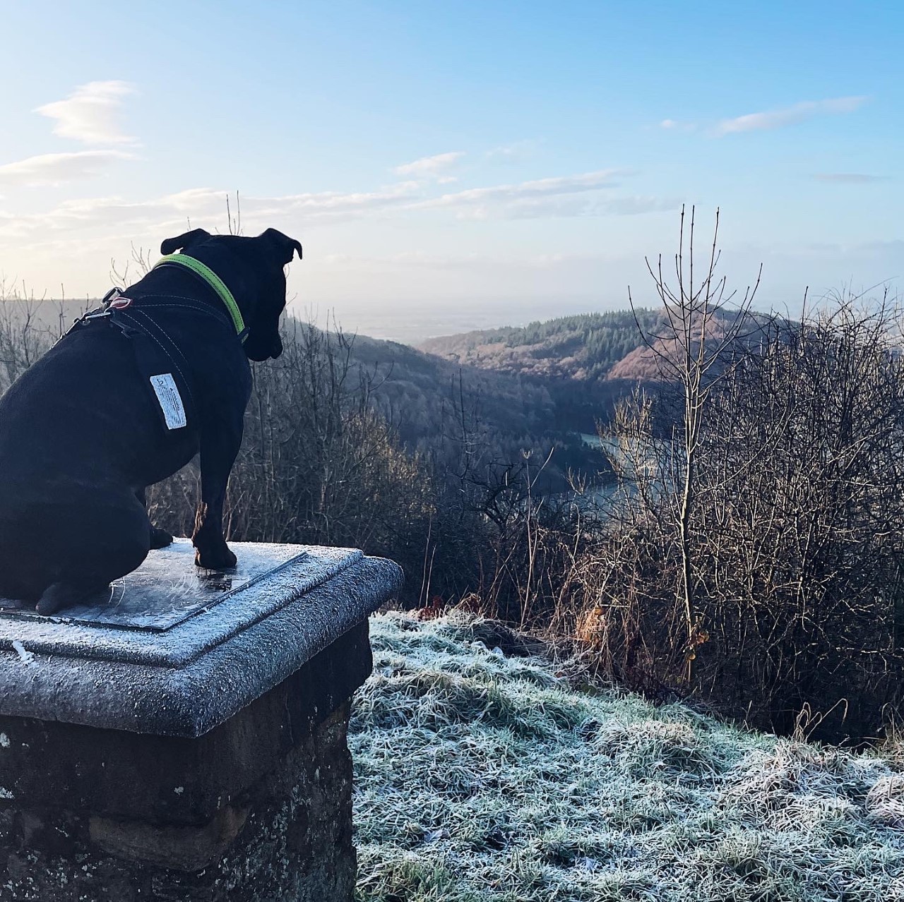 Black dog sat on a brick plinth looking out over frosty white grass and green hills